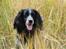 Field Trial Cockerspaniel Tilde