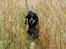 Field Trial Cockerspaniel Tilde