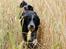 Field Trial Cockerspaniel Tilde