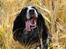 Field Trial Cockerspaniel Tilde
