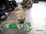 Chihuahua Aimee's Diesel-solgt feb 12 - Leg