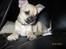 Chihuahua Aimee's Diesel-solgt feb 12 - Her vågnede han så da jeg ville tage et billede så han ser søvnig ud *Gg*