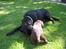 Labrador retriever Thor