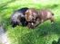 Labrador retriever Thor