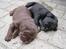 Labrador retriever Thor - :D