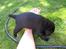 Labrador retriever Anthon(slogt) - jeg er ikke tyk jeg har bare for små ben