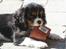 Cavalier king charles spaniel Tilde - "Neeeeeeej mormor ... jeg har ikke taget .. noget""