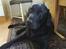 Labrador retriever Monty af Keis - Ingen er som dig. <3