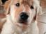 Golden retriever Leongolden Cha Cha Cha