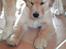Golden retriever Leongolden Cha Cha Cha