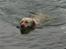 Labrador retriever Bamse (Solgt)