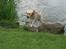 Labrador retriever Bamse (Solgt)