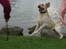 Labrador retriever Bamse (Solgt)
