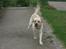 Labrador retriever Bamse (Solgt)