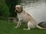 Labrador retriever Bamse (Solgt)