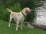 Labrador retriever Bamse (Solgt)