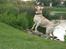 Labrador retriever Bamse (Solgt)