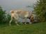 Labrador retriever Bamse (Solgt)