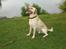Labrador retriever Bamse (Solgt)