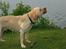 Labrador retriever Bamse (Solgt)