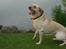 Labrador retriever Bamse (Solgt)
