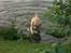 Labrador retriever Bamse (Solgt)