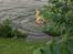 Labrador retriever Bamse (Solgt)