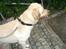 Labrador retriever Bamse (Solgt)