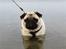 Mops Manfred