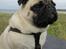 Mops Manfred