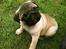 Mops Ozzy