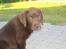 Labrador retriever Pumba *RIP*