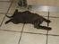 Labrador retriever Pumba *RIP*