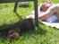 Labrador retriever Pumba *RIP*