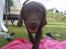 Labrador retriever Pumba *RIP*