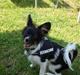 Papillon Chicko