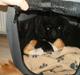 Pekingeser Noah *drøm sødt mors dreng* 
