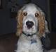 Cocker spaniel Viggo