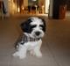 Lhasa apso zorro