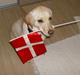 Labrador retriever Alma