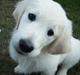 Golden retriever Moon Shadow " Obie"