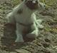 Jack russell terrier Pjevs