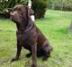 Labrador retriever Walder