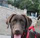 Labrador retriever Molly 