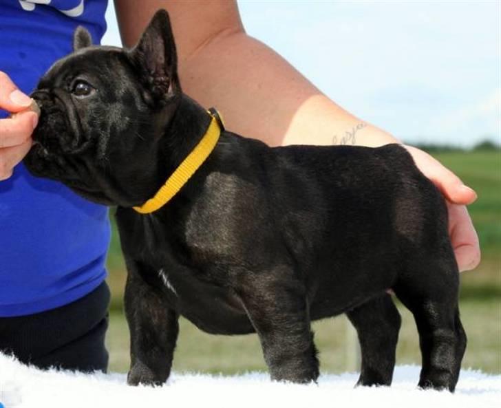 Fransk bulldog Skibelunden's Aika R.I.P - Jeg står gerne pænt, hvis jeg får nogle guffere ;) billede 4