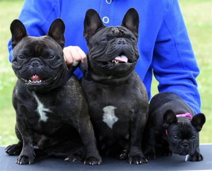 Fransk bulldog Skibelunden's Aika R.I.P - LiLo med hendes forældre billede 6