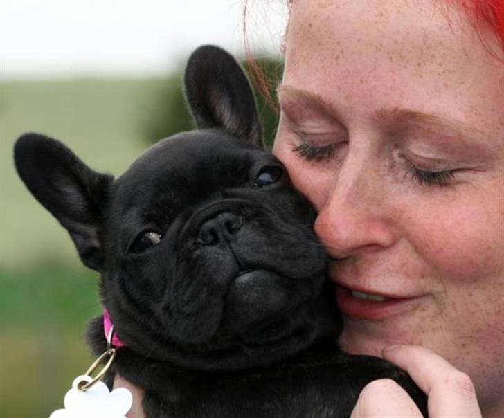 Fransk bulldog Skibelunden's Aika R.I.P - Et sidste farvel til LiLo fra opdrætter Natasja :) billede 7