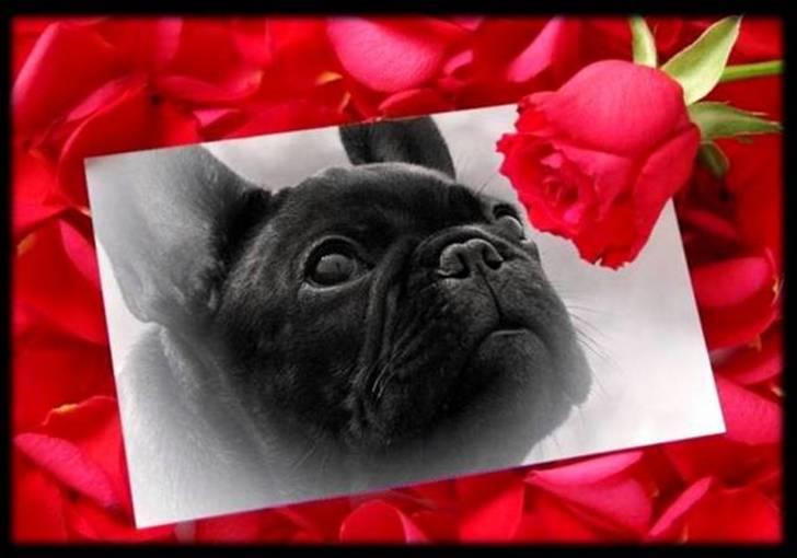 Fransk bulldog Skibelunden's Aika R.I.P - R.I.P Smukke Lilo - Mindebilled lavet af Nathasja! billede 9