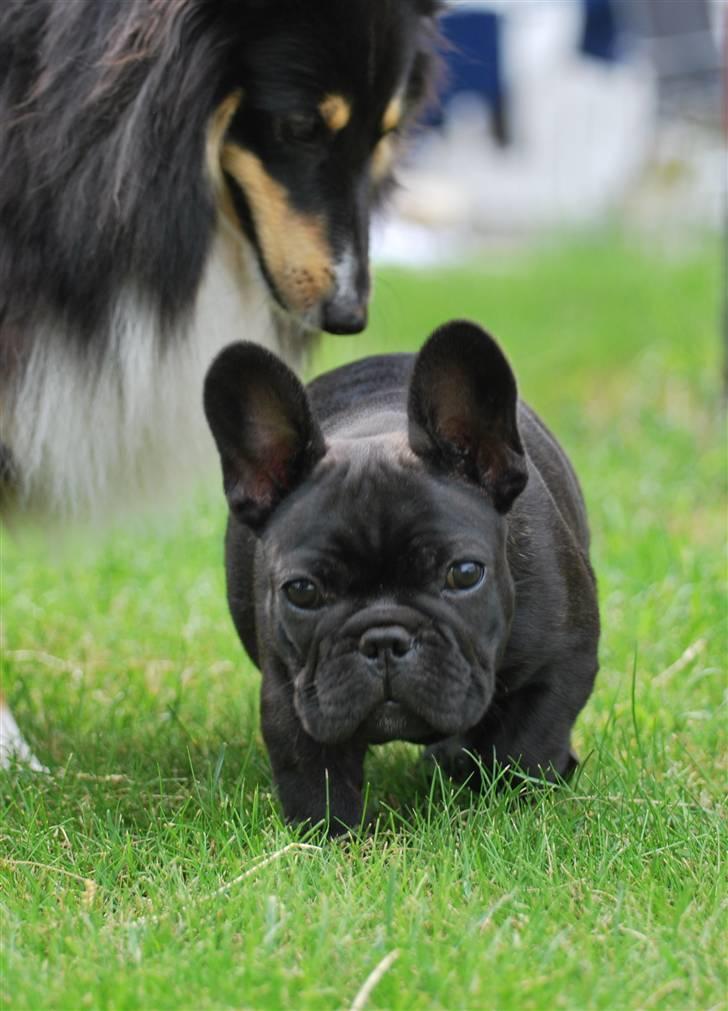 Fransk bulldog Skibelunden's Aika R.I.P billede 14