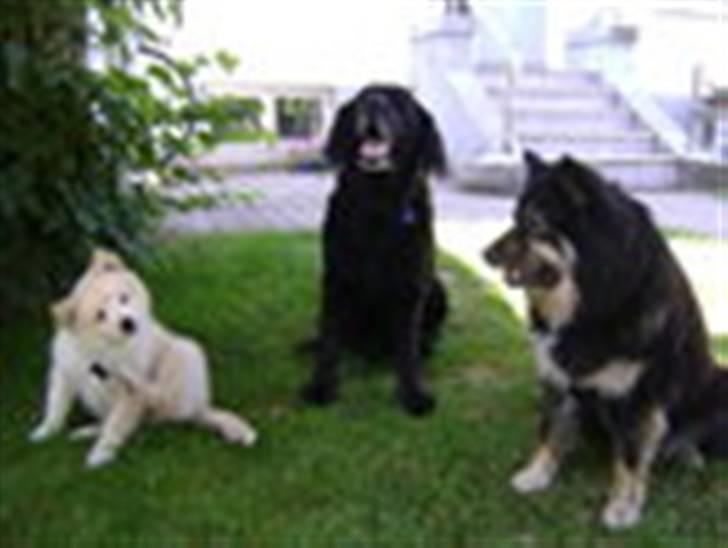 Finsk lapphund Valo - Valo, Zimba og Lovis. billede 7